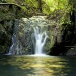 Domenica in presenza: il Potere Trasformativo del Bosco e dell'Acqua