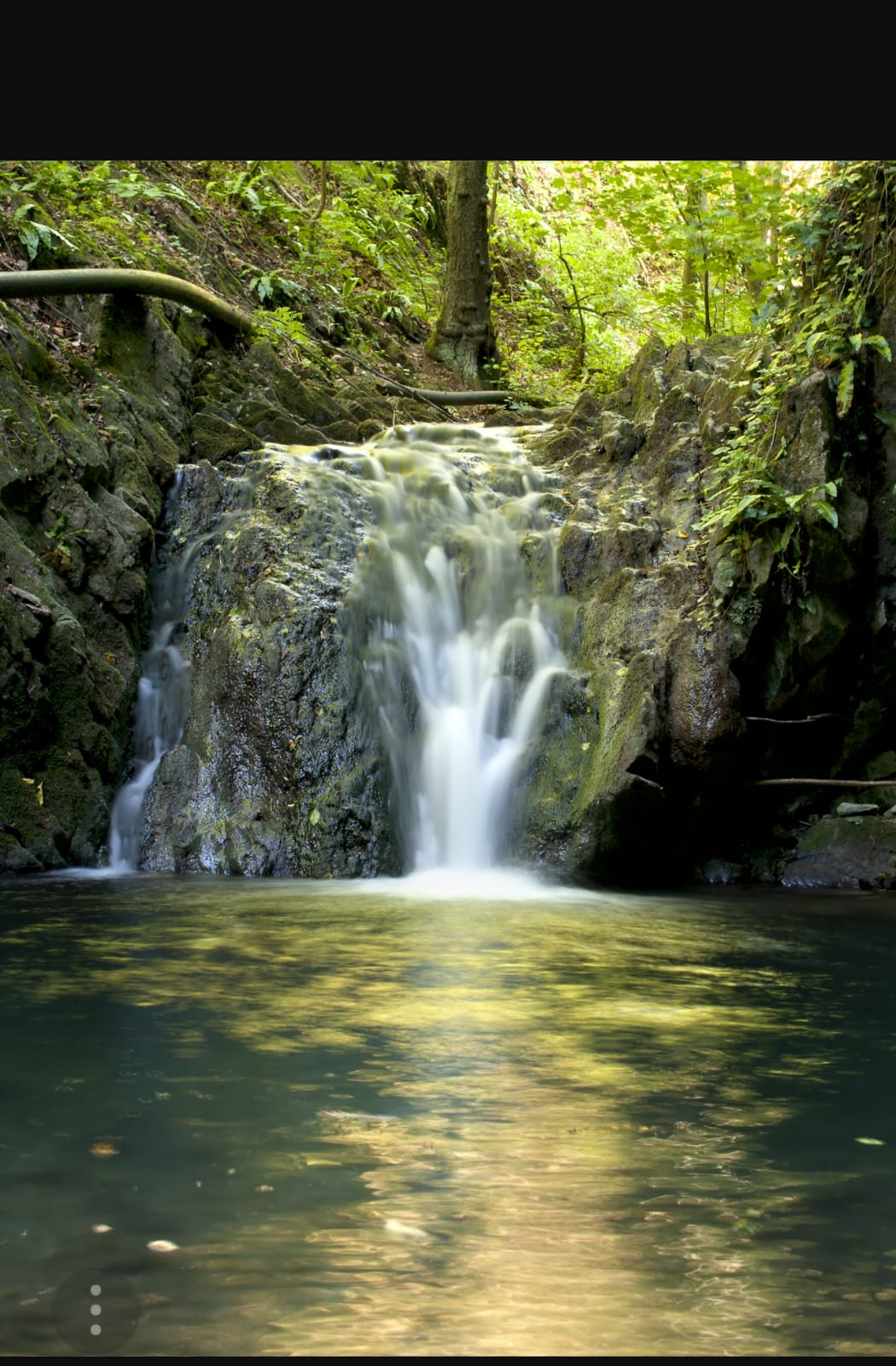 Domenica in presenza: il Potere Trasformativo del Bosco e dell'Acqua