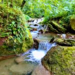 Laboratorio Alchemico Esperienziale: "Il Bosco e la manifestazione di Sé"