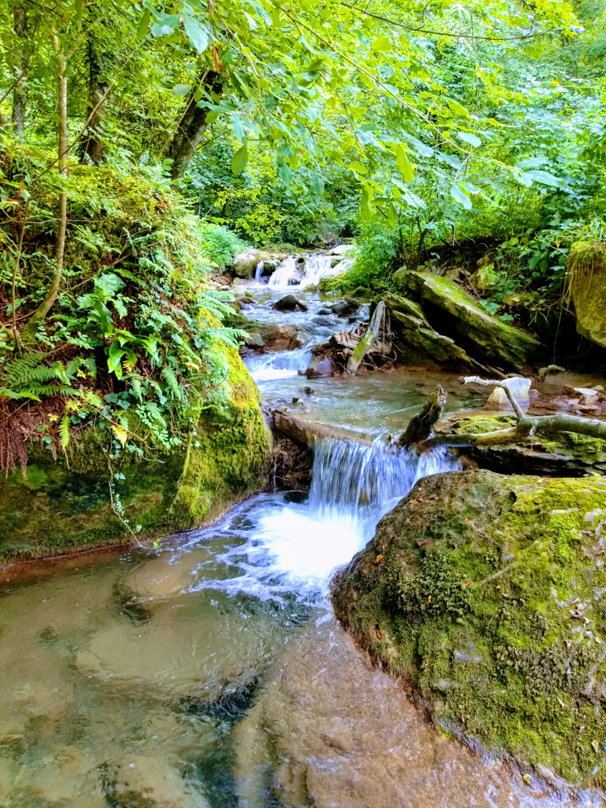 Laboratorio Alchemico Esperienziale: "Il Bosco e la manifestazione di Sé"