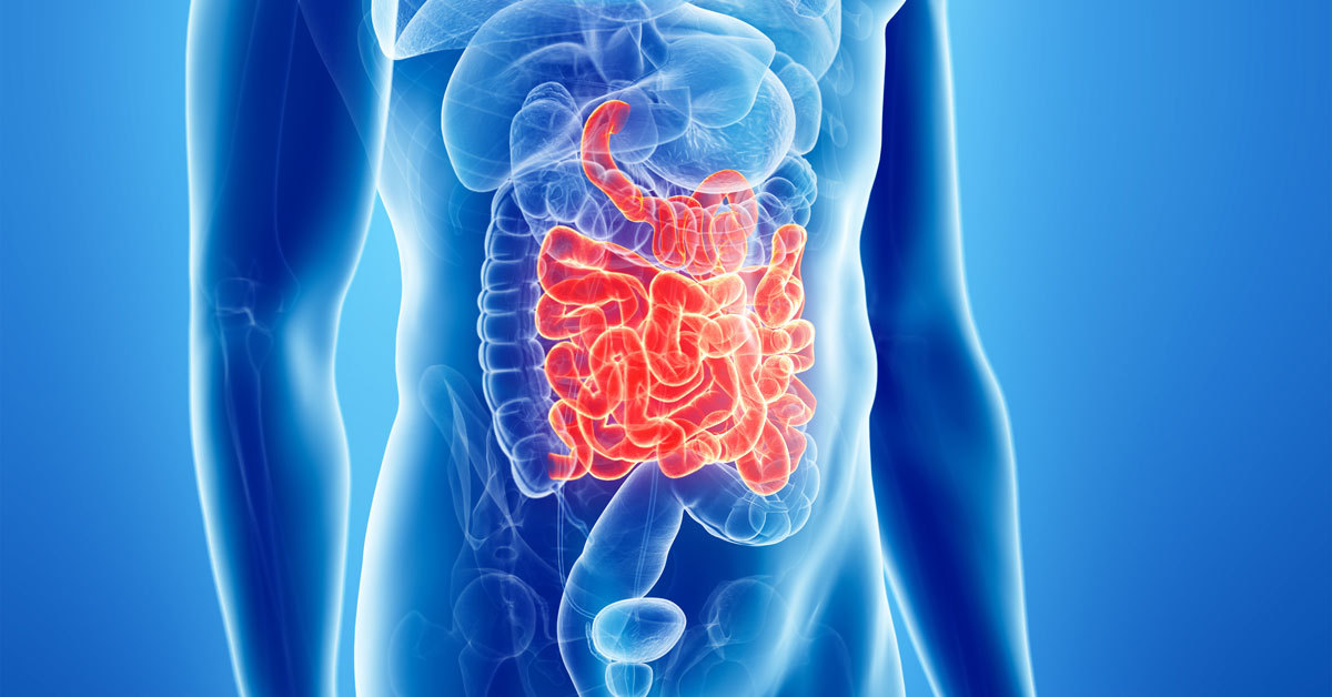 Intestino: tutto quello che avreste sempre voluto sapere!